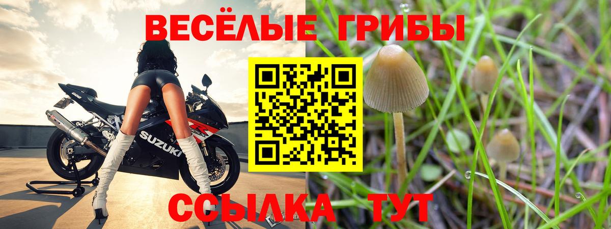 Псилоцибиновые грибы мухоморы  купить наркотики сайты  Знаменск  Вход с VPN 